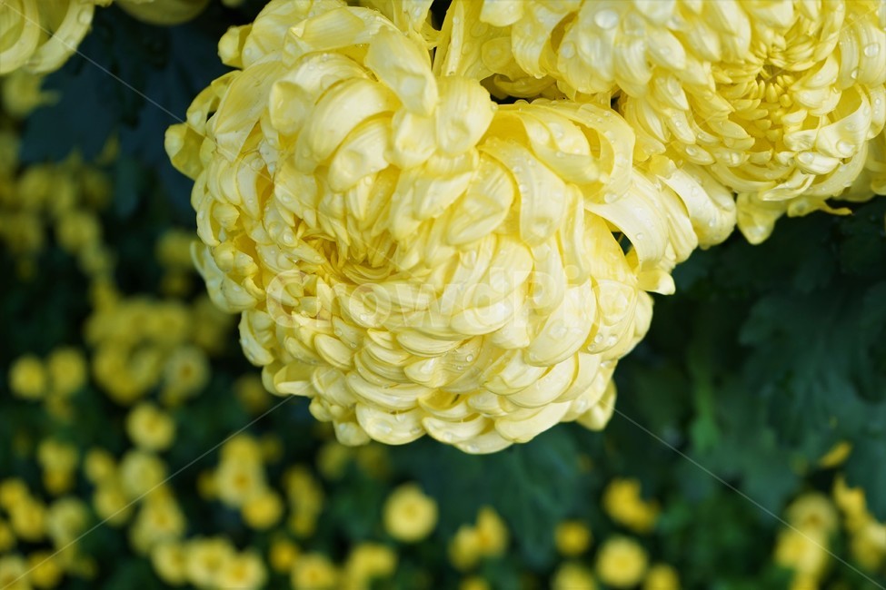 가을,국화,노랑,우아,chrysanthemum,autumn,elegance,fall,yellow,flower,season,smell,bloom,우아함,계절,꽃,floral,nobility,고귀함,향기,가을대표,대국,가을꽃,식물,노랑꽃,꽃봉오리,국화꽃,plant,식물,자연,plants,nature,꽃,flower