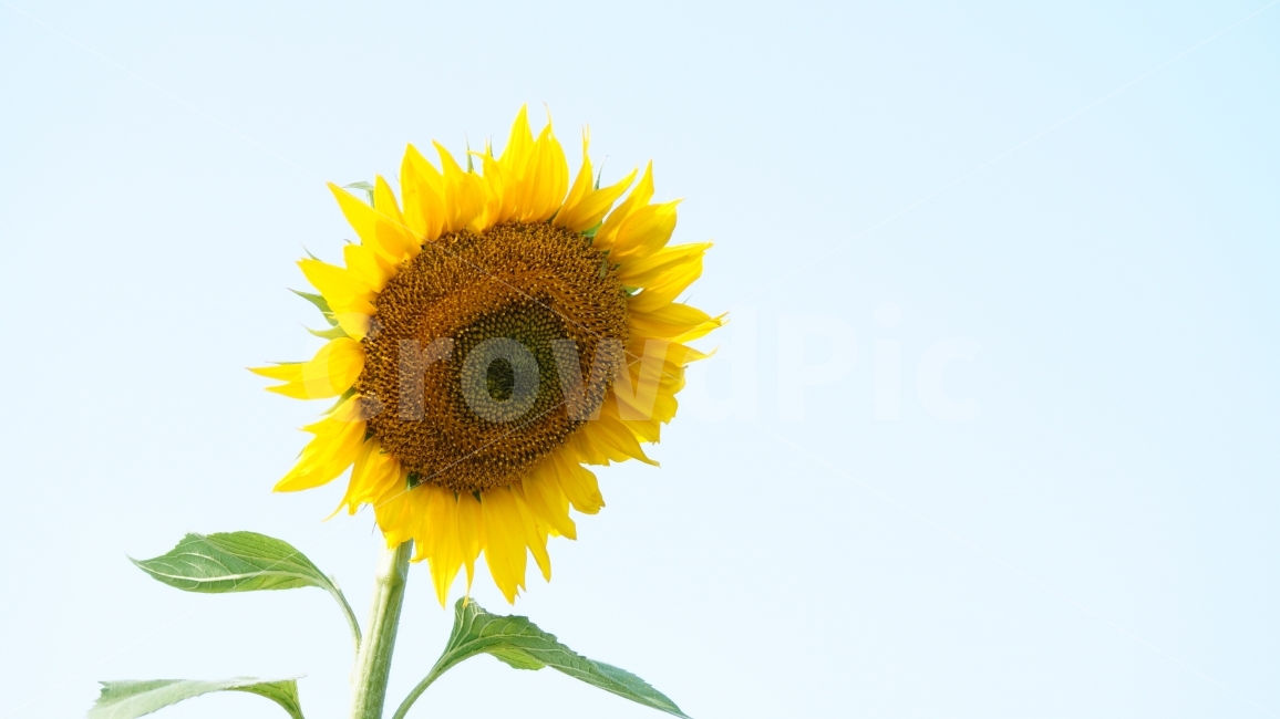 해바라기,해바라기축제,가을,꽃,식물,여름,계절,summer,season,식물,자연,plants,nature,꽃,flower,plant,blossom