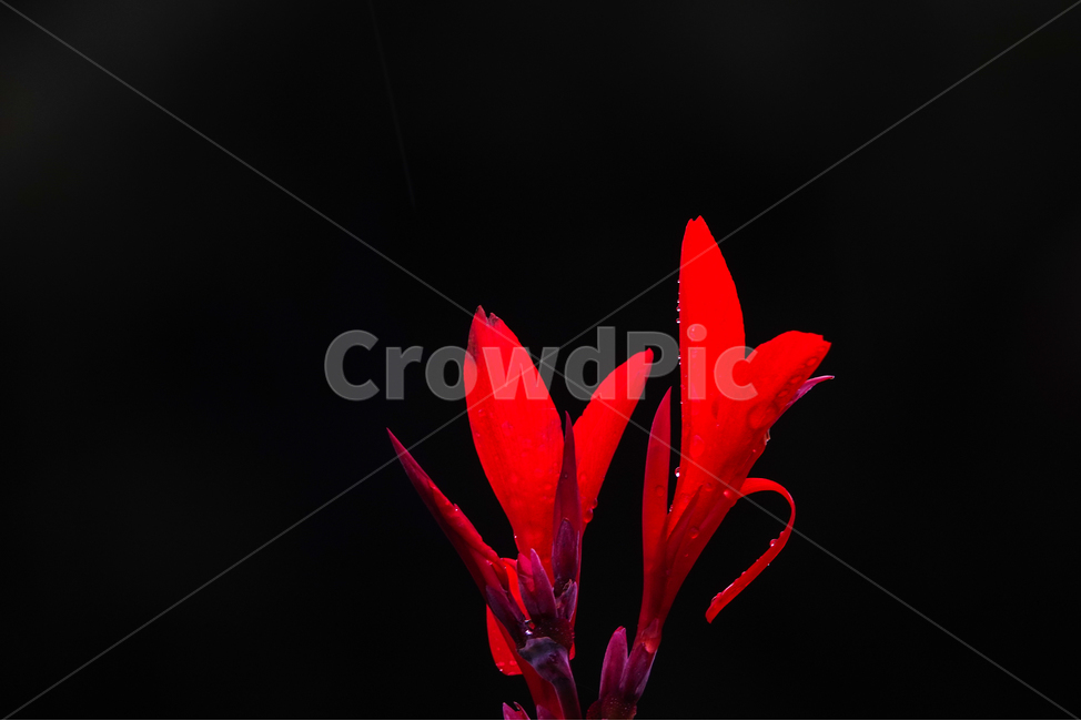 plant,식물,꽃,flower,검정,공원,붉은색,식물,자연,plants,nature,꽃,flower