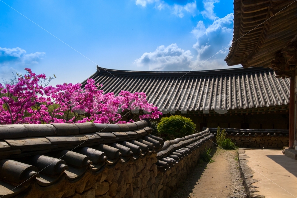 고창,선암사,절,암자,사찰,기와집,기와,하늘,꽃,철죽,분홍빛,나무,담장,흙담,Gochang,SunamTemple,temple,tilehouse,tile,sky,flower,dusk,pink,tree,fence,mud,건축물,건물외관,exterior,building,structure,architecture,construction,한국전통,한국문화,korean traditional,korean culture,종교,신앙,religion,belief,faith