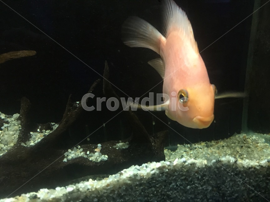물고기,어류,생명,교감,물,동물,animal,어류,물고기,fish