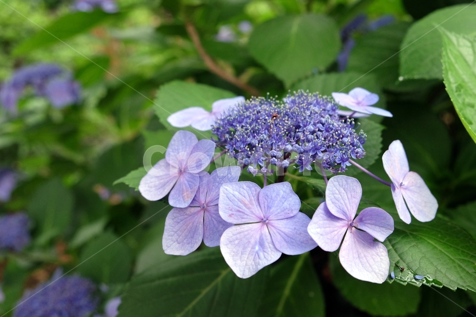 수국,식물,bigleafhydrangea,水菊,정원,꽃,식물,자연,plants,nature,꽃,flower