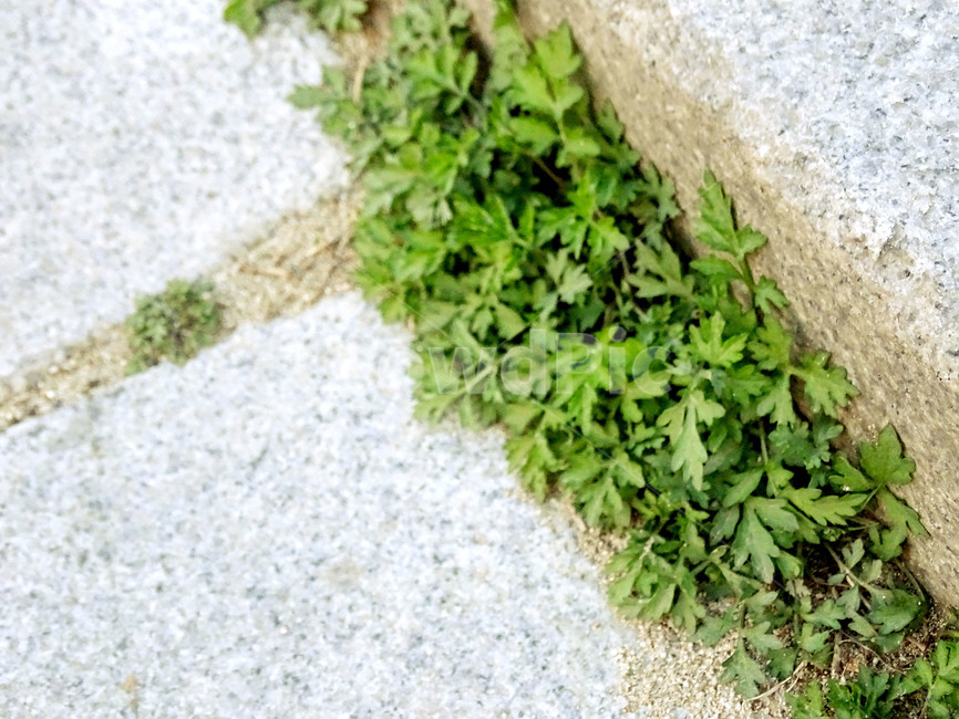 쑥,돌계단,계단,이끼,자연,식물,자연,plants,nature
