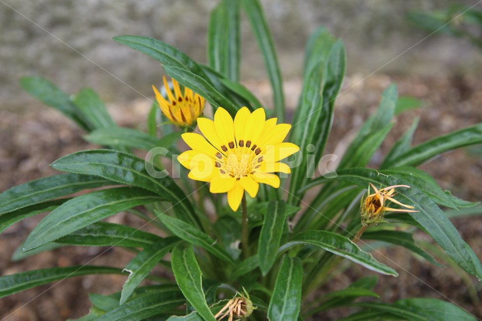 꽃,노란꼿,식물,풀,꽃잎,따뜻한,포근한,식물,자연,plants,nature,꽃,flower