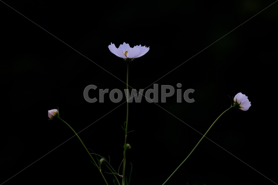 코스모스,꽃,가을,식물,가을꽃,가을,계절,fall,autumn,season,식물,자연,plants,nature,꽃,flower,plant,blossom,acanthaceae,잔잔과