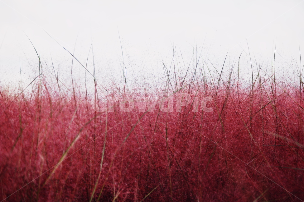 고요,핑크뮬리,경관,자연,풍광,nature,landscape,한국자연풍경,koreanaturelandscape,감성,감정,sensible,feeling,emotion,가을,autumn,plant,나무,trees,wood,가을,계절,fall,autumn,season,식물,자연,plants,nature,grass,잔디