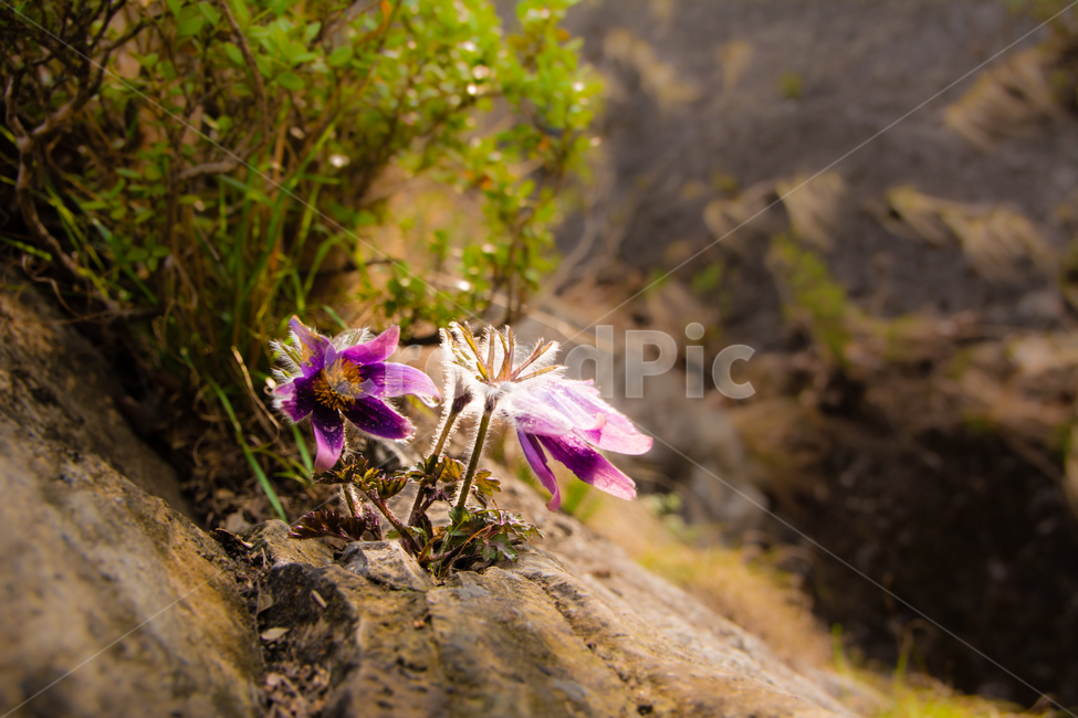 봄,꽃,동강할미꽃,동강,강,식물,자연,할미꽃,바위,식물,자연,plants,nature,꽃,flower