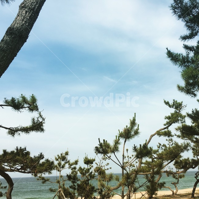 나무줄기,tree,treetrunk,나무,소나무,강릉,바다