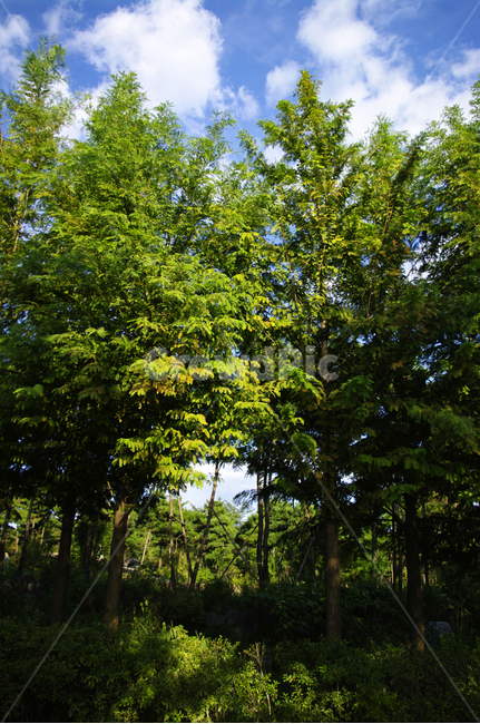 식물,plant,나무,하늘,구름,자연,풍경,nature,landscape,tree,tree trunk,나무 줄기