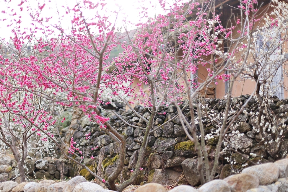 하동,매화마을,매화축제,매화꽃,매화,꽃,flower,hadong,봄,계절,spring,season,식물,자연,plants,nature,꽃,flower,plant