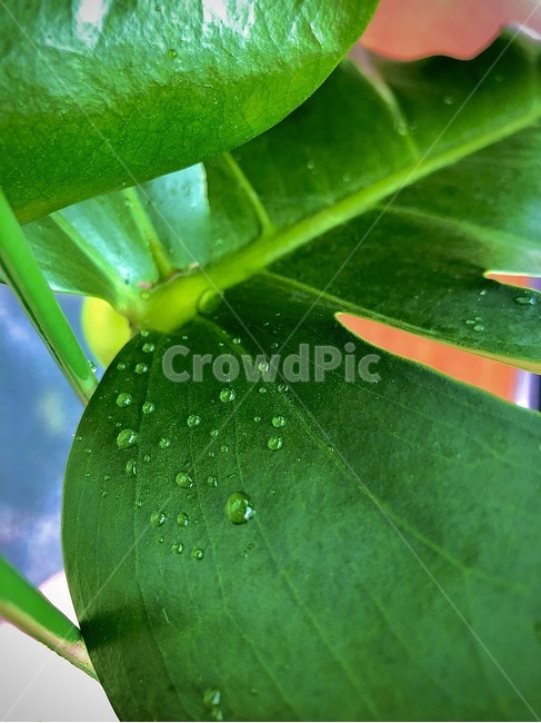 leaf,잎,plant,식물,green,초록,물방울,fresh,이슬