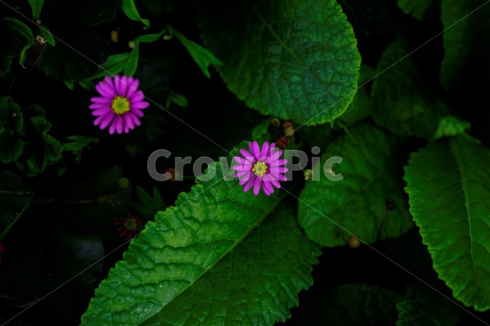 봄,꽃,꽃송이,식물,floral,flower,nature,plant,spring