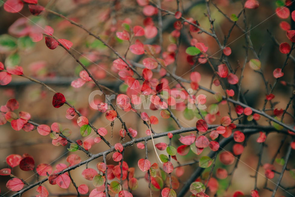 명자나무,꽃,풀,붉은,빨간,잎사귀,가을,계절,fall,autumn,season,plant,식물,flower,blossom