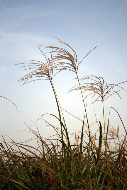 억새,식물,plant,가을,하늘