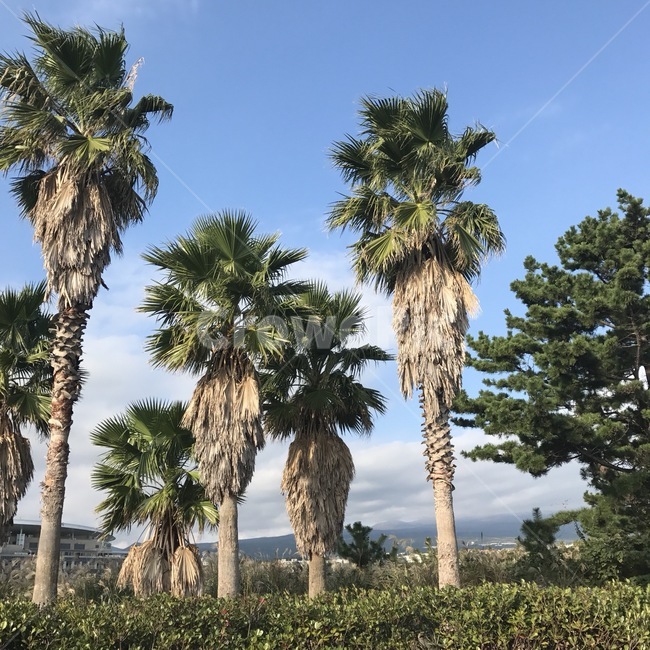 제주도,풍경,야자수,나무,자연,환경,야자나무,제주,자연,풍경,nature,landscape,제주도,jeju,jeju island,tree,plant,식물,arecaceae,Arecaceae,palm tree