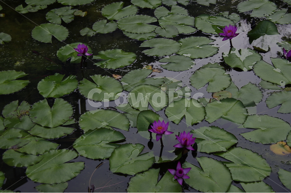 수련,꽃식물원,호수,여름꽃,수생식물,식물,자연,plants,nature,꽃,flower