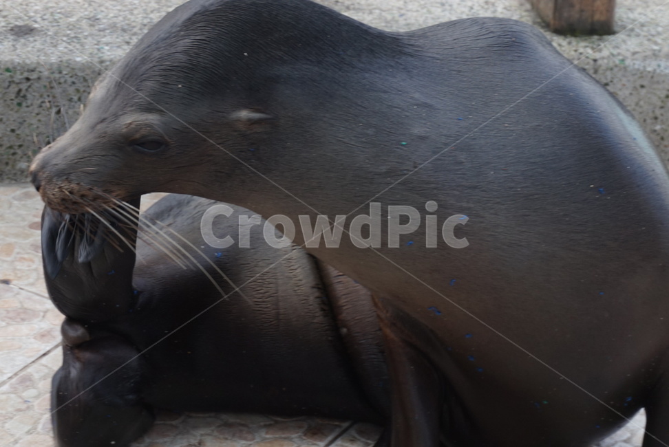 자연,갈라파고스,야생동물,물개,sealion,galapagos,동물보호,동물,animal,포유류,mammal