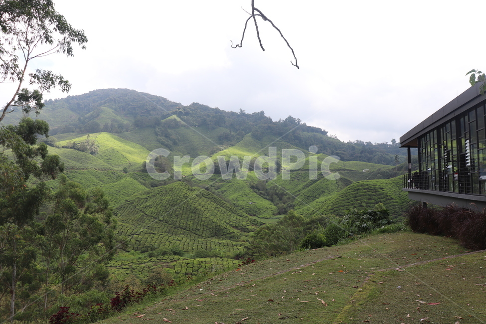 nature,자연,언덕,hill,차밭,차,자연,풍경,nature,landscape,outdoors,옥외