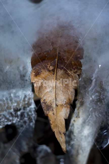 nature,자연,ice,빙,outdoors,옥외,얼음,낙엽,겨울