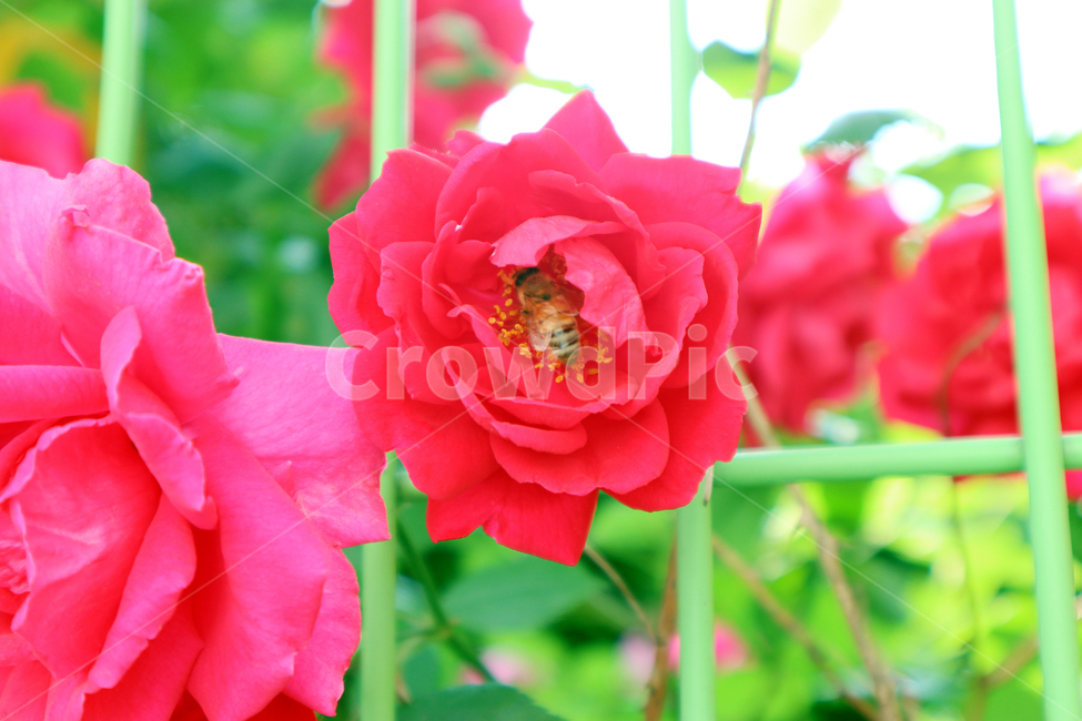장미,붉은장미,벌,꽃,식물,식물,자연,plants,nature,꽃,flower,동물,animal,곤충,벌레,insect,bug