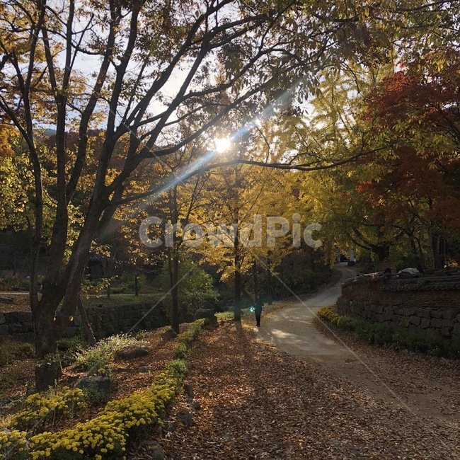 가을,풍경,단풍,낙옆,햇살,가을,계절,fall,autumn,season,자연,풍경,nature,landscape,light,빛,flare,플레어