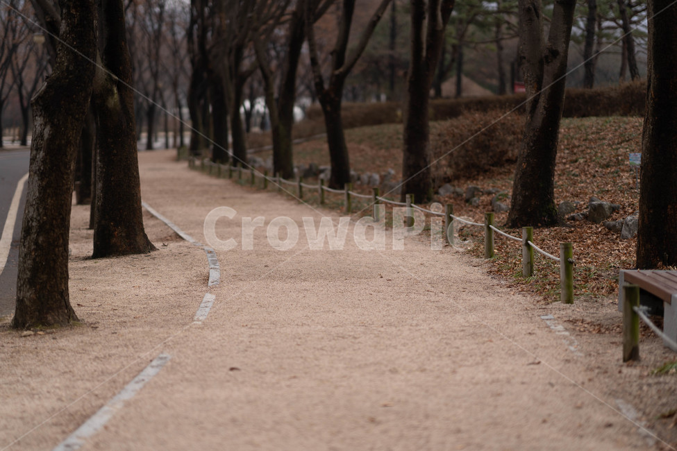 나무,벤치,길,tree,식물