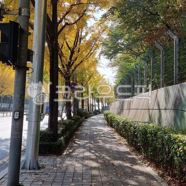 path,길,sidewalk,walkway,보도,garden,정원,nature,자연,road,도시,city,옥외,outdoors,도로,street,단풍나무,가을,거리