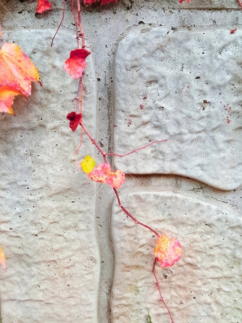 식물,담쟁이,빨강,가을,귀여움,가을,계절,fall,autumn,season,식물,자연,plants,nature,leaf,잎,plant