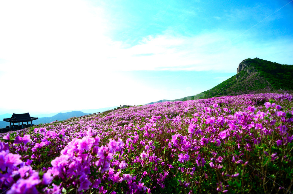 산철쭉,황매산,합천,산,철쭉제,정자,풍경,붉은꽃,철쭉,자연,풍경,nature,landscape,grassland,목초지,field,들,outdoors,옥외
