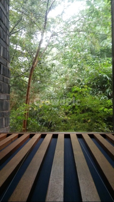 plant,식물,초목,outdoors,옥외,자연