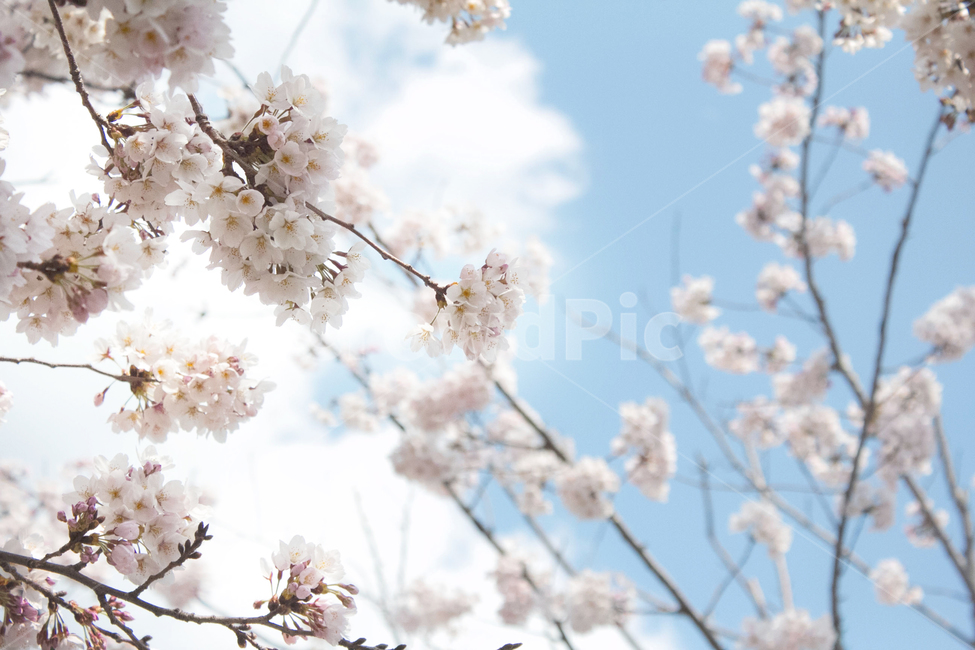 벚꽃,봄,핑크,사쿠라,꽃,분홍색,봄날,사랑,연인,설레임,설렘,즐거움,예쁨,아름다움,즐거운,여행,소풍,피크닉,하늘,봄날씨,꽃밭,flower,봄,계절,spring,season,식물,자연,plants,nature,꽃,flower,plant,blossom