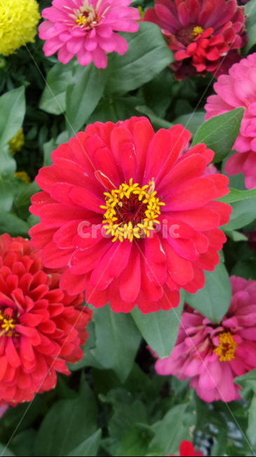 꽃,식물,자연,자연물,감성,flower,nature