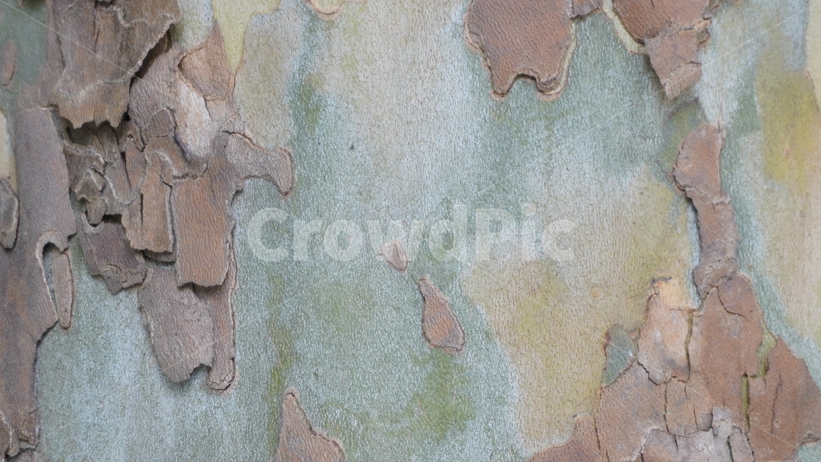 나무,재질,나무재질,자연,숲,마감,샘플,텍스처,질감,패턴,texture,pattern