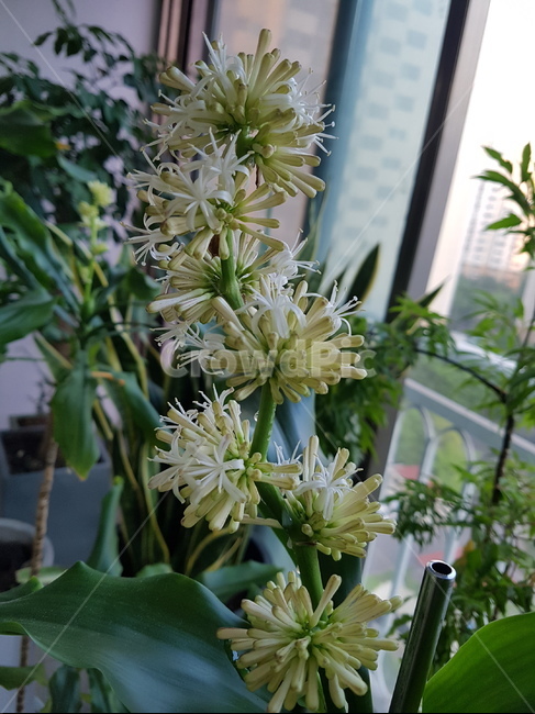행운목화,행운목,나무,행운목꽃,행운,행복,초록,자연,꿈,꽃몽우리