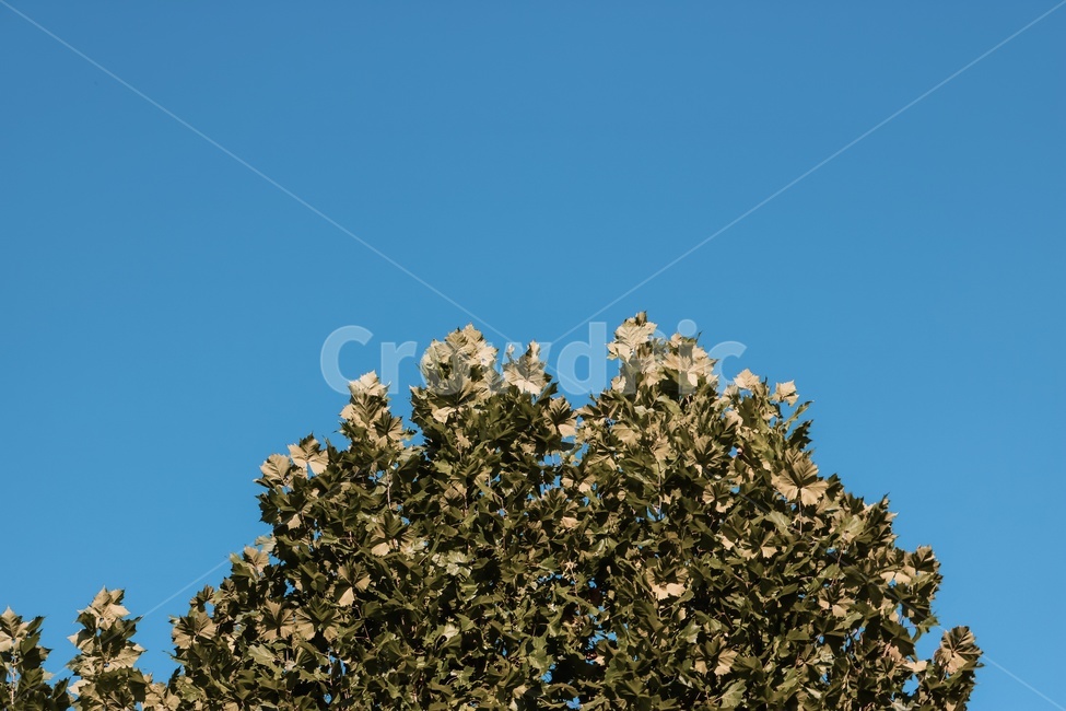 나무,tree,하늘,파랑,blue,sky,초록,green