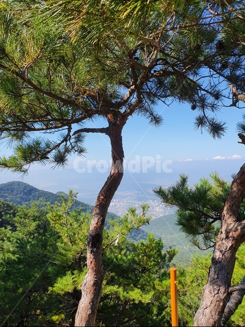 소나무,자연풍경,등산,나무줄기,산맥,산정상,산꼭대기,자연,nature,식물,plant,나무,tree,화왕산,식물,자연,plants,nature,나무,trees,wood