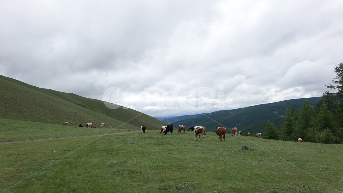 자연,grass,green,초록,nature,몽골,초원,cow,flock,소,목축,가축