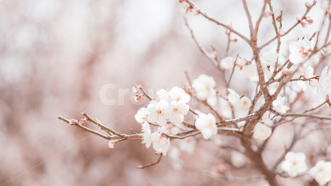 매화,봄,봄꽃,꽃,매화꽃,봄,계절,spring,season,식물,자연,plants,nature,꽃,flower,plant,blossom