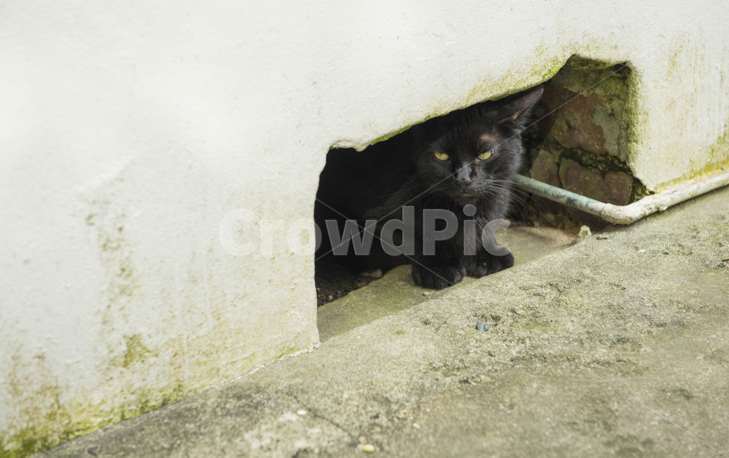 까만고양이,고양이,구멍,굴,동물,동물,animal,포유류,mammal,고양이,cat,kitten,kitty