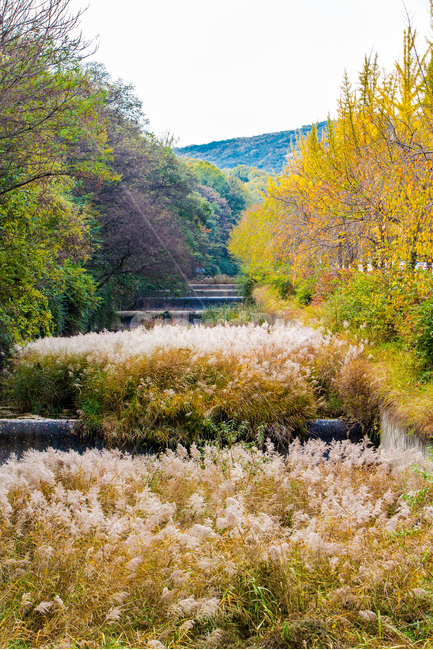 가을,갈대,하천,단풍,풍경,가을,계절,fall,autumn,season,자연,풍경,nature,landscape,plant,식물,outdoors,옥외