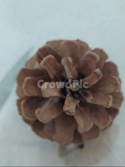 소나무,산,솔방울,가을,소나무열매,자연