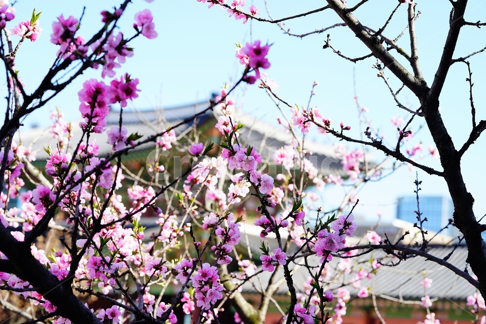 경복궁,매화,꽃,flower,palace,궁궐,건축물,architecture