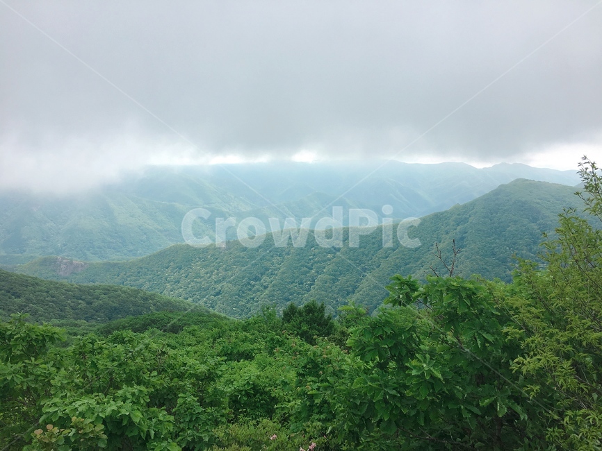 가지산,산등성이,등산,산풍경,나무,초록풍경,나무숲,숲