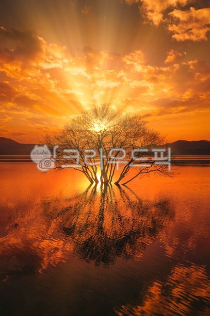 sky,golden tree,nature,tree,Reservoir,Yedang Reservoir,shine,cloud,sunlight,outdoors,sunset