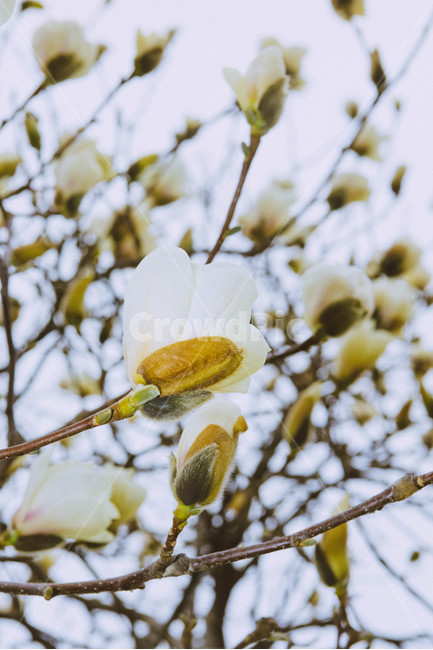목련,꽃,봄,식물,봄꽃,자연,나무,magnolia,flower,spring,plants,nature,season,봄,계절,spring,season,식물,자연,plants,nature,꽃,flower,plant