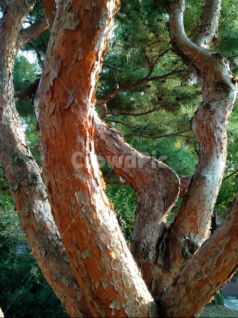 소나무,적송,솔잎,식물,plant,tree,나무줄기,나무,trees,wood