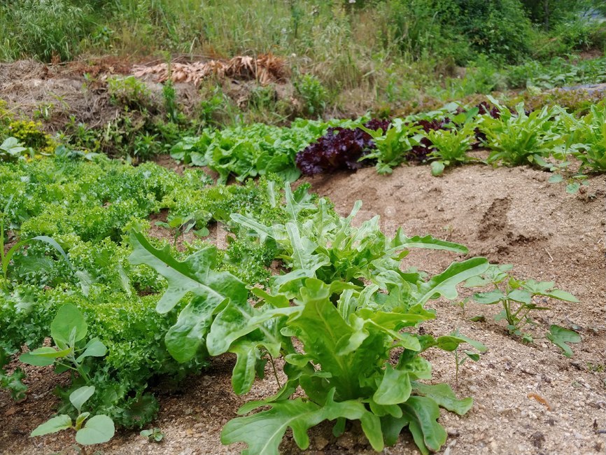 밭,채소,vegetable,상추,식물,plant,식물,자연,plants,nature