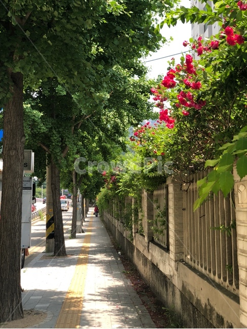 장미,꽃,나무,가로수,길,담장,길거리