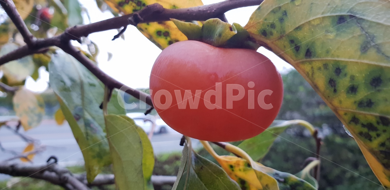 홍시,가을,감나무,감홍시,늦가을,과일,열매,fruit