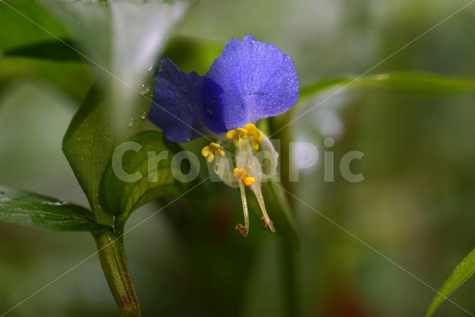 닭의장풀,달개비,꽃,식물,자연,이파리,잎사귀,플라워,nature,flower,식물,자연,plants,nature,꽃,flower